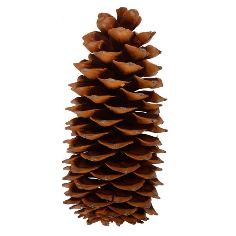 Zucker-Kiefer-Zapfen, Riesenzapfen, Tannenzapfen, Winterdeko, Weihnachtsdeko Bild 2