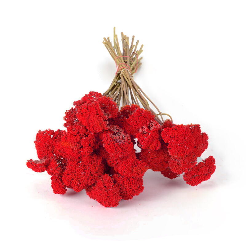 Achillea rot, gef�llte Schafgarbe, Grabgestecke, Grabschmuck, Allerheiligengestecke, Trauerfloristik, Trockenblumen