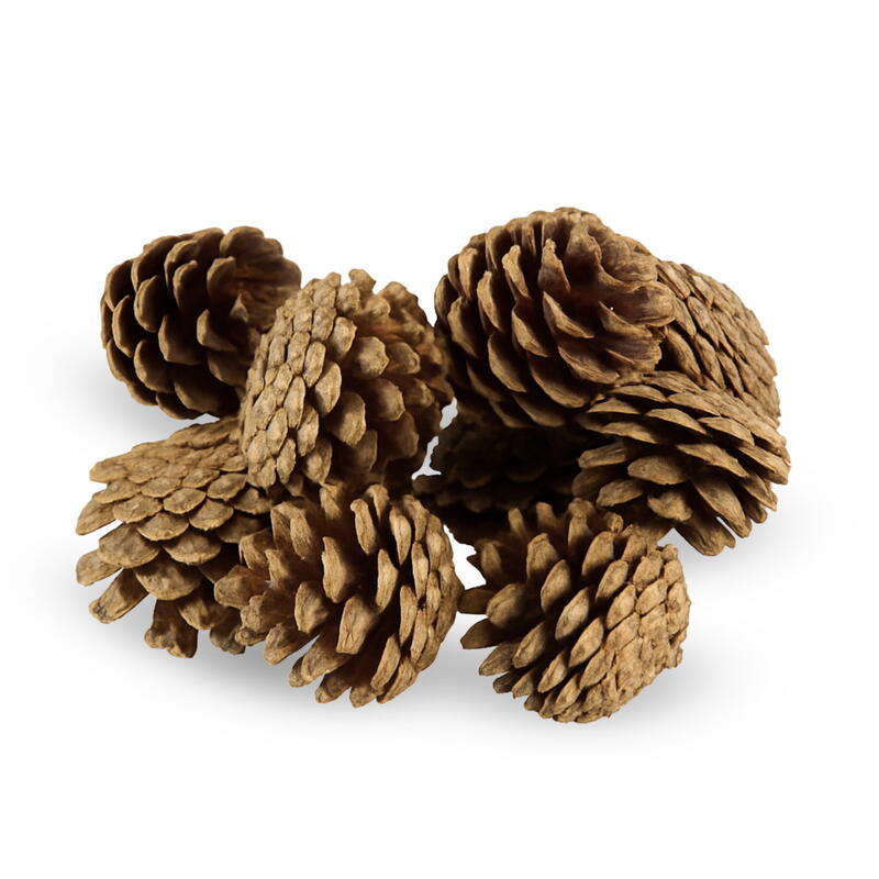 Kiefernzapfen, Zapfen, Zapfendeko, Naturdeko,Tannen-Zapfen, Tannenzapfen, Winterdeko, Weihnachtsdeko