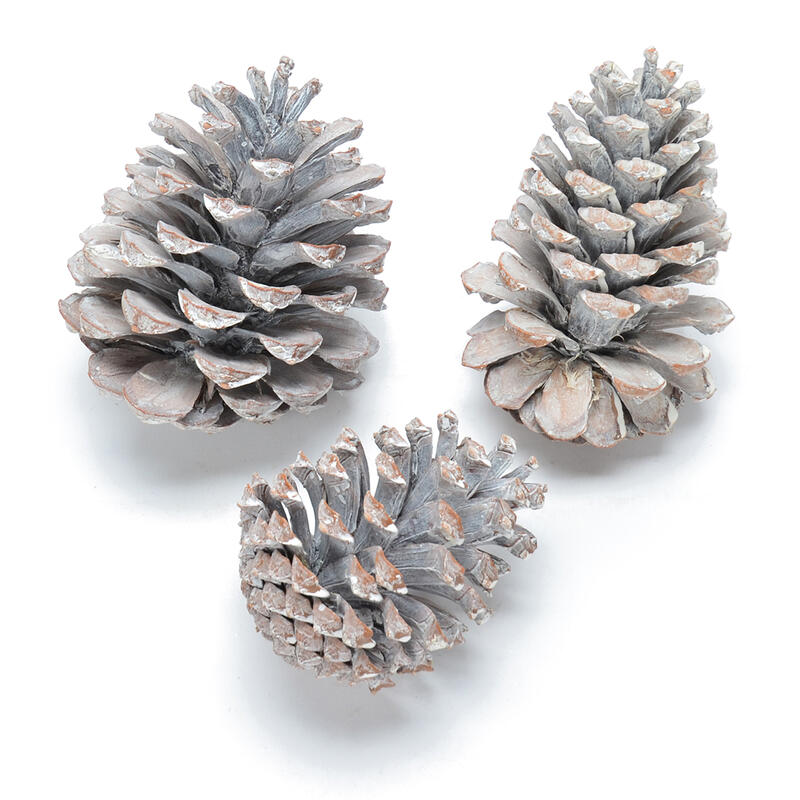 MaritimaZapfen weiß gewaschen, Weihnachtsdeko, Tannenzapfen, Zapfen