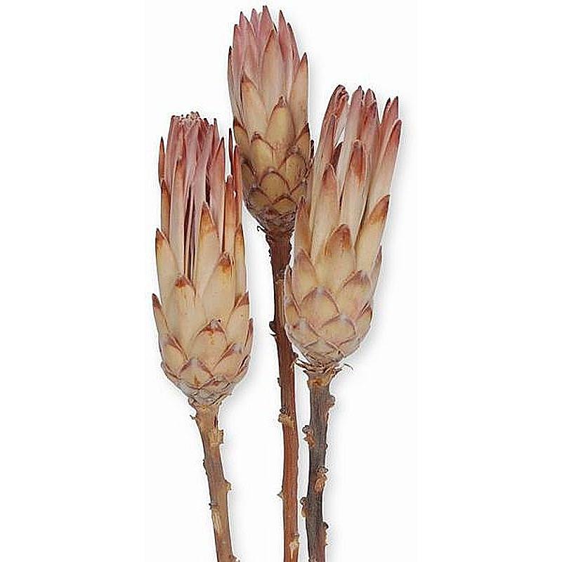 Protea Pink Auslese natur, Grabgestecke, Grabschmuck, Allerheiligengestecke, Trauerfloristik, Trockenblumen