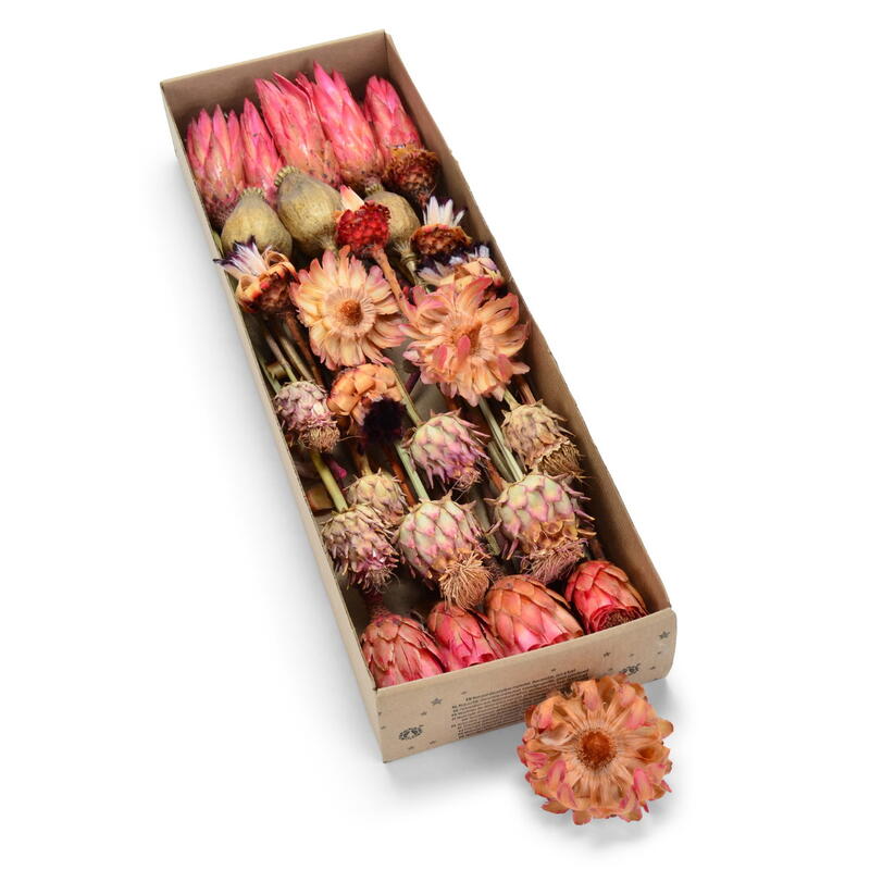 Protea, Protea Sotimnet, Proteen, Exoten, Grabschmuck, Trauergesteck, Trauerfloristik