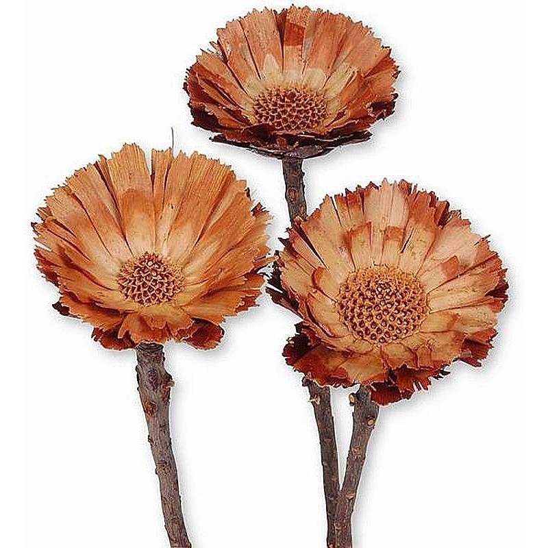 Protea Rosette natur, Grabgestecke, Grabschmuck, Allerheiligengestecke, Trauerfloristik, Trockenblumen