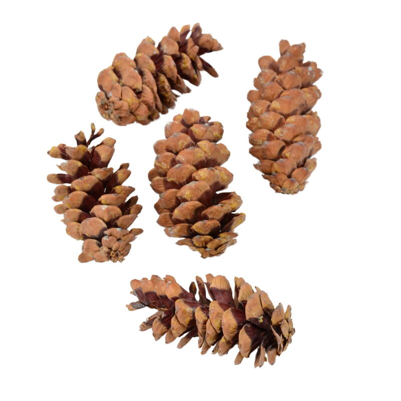 Strobus-Zapfen, Zapfen, Naturdeko, Winterdeko, Weihnachtsdeko, Tannenzapfen