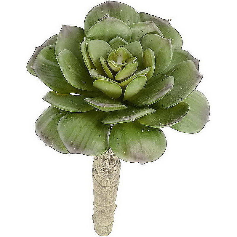 Sukkulente Aeonium mit breiten Blättern, 15 cm
