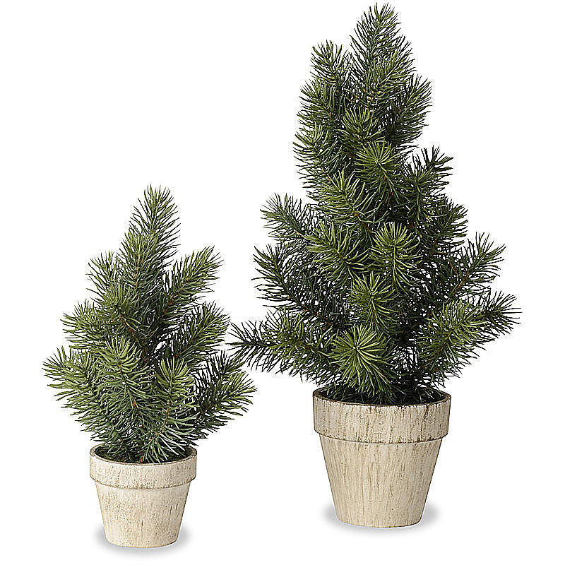 Tannenbaum im Topf günstig online bestellen