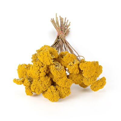 Achillea natur, gefllte Schafgarbe, Grabgestecke, Grabschmuck, Allerheiligengestecke, Trauerfloristik, Trockenblumen