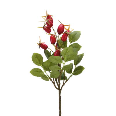 Beere, Beeren, Hagebutte, Hagebutten, Hagebuttenzweig, Beerenzweig, Beerendekoration, Herbst 