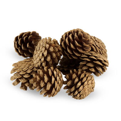 Kiefernzapfen, Zapfen, Zapfendeko, Naturdeko,Tannen-Zapfen, Tannenzapfen, Winterdeko, Weihnachtsdeko