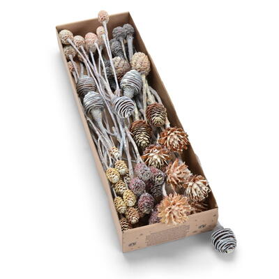 Leucodendron, Leucodendron-Zapfen-Mix, Exoten, Exoten-Sortiment, Trauerschmuck, Trauerfloristik, Grabschmuck, Naturdekoration