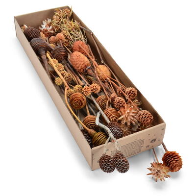 Leucodendron, Leucodendron-Zapfen-Mix, Exoten, Exoten-Sortiment, Trauerschmuck, Trauerfloristik, Grabschmuck, Naturdekoration