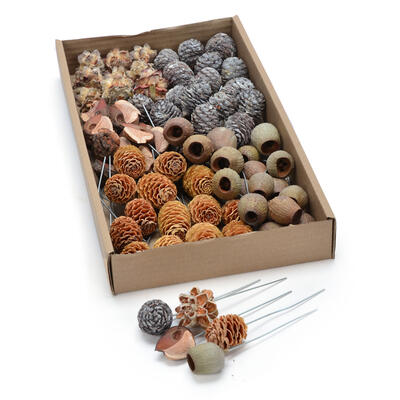 Leucodendron-Zapfen-Mix natur am Draht, Grabschmuck, Allerheiligengestecke, Trauerfloristik, Trockenblumen, Zapfen