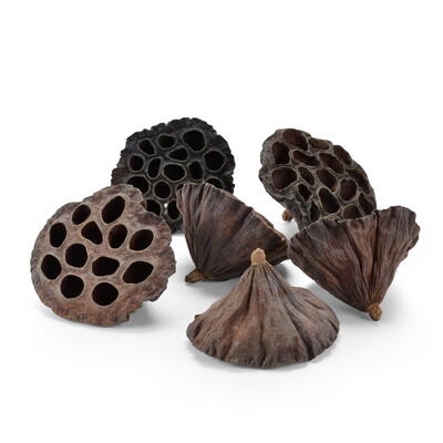 Lotus gro�, Exoten, Fr�chte, Grabgestecke, Grabschmuck, Allerheiligengestecke, Trauerfloristik, Trockenblumen