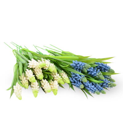 Muscari, Hyazinthe, Traubenhyazinthe, Seidenblume, Blume, Fr�hling