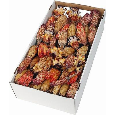 Protea Blumen-Sortiment, Grabgestecke, Grabschmuck, Allerheiligengestecke, Trauerfloristik, Trockenblumen, Totensonntag