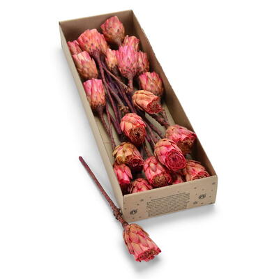Protea, Protea cutbrush, Protea Compacta Extra, Proteen, Exoten, Grabschmuck, Trauergesteck, Trauerfloristik