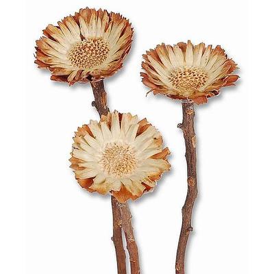 Protea Rosette Kl.Ex. hell natur, Grabgestecke, Grabschmuck, Allerheiligengestecke, Trauerfloristik, Exoten, Totensonntag