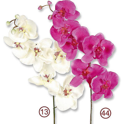 Seidenblume Orchidee Phalaenopsisrispe