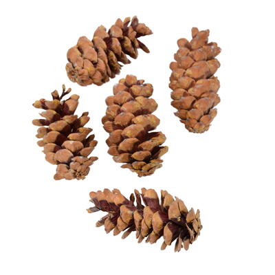 Strobus-Zapfen, Zapfen, Naturdeko, Winterdeko, Weihnachtsdeko, Tannenzapfen