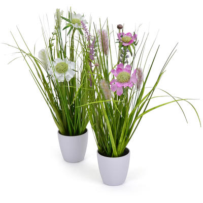 Blumen & Pflanzen im Topf im online Shop kaufen Baumann Creative